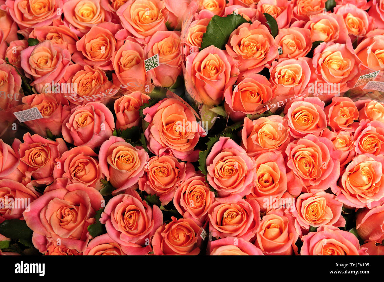 bloom, blooming, blooms, blossoms, botanic, botanical, botanics, close