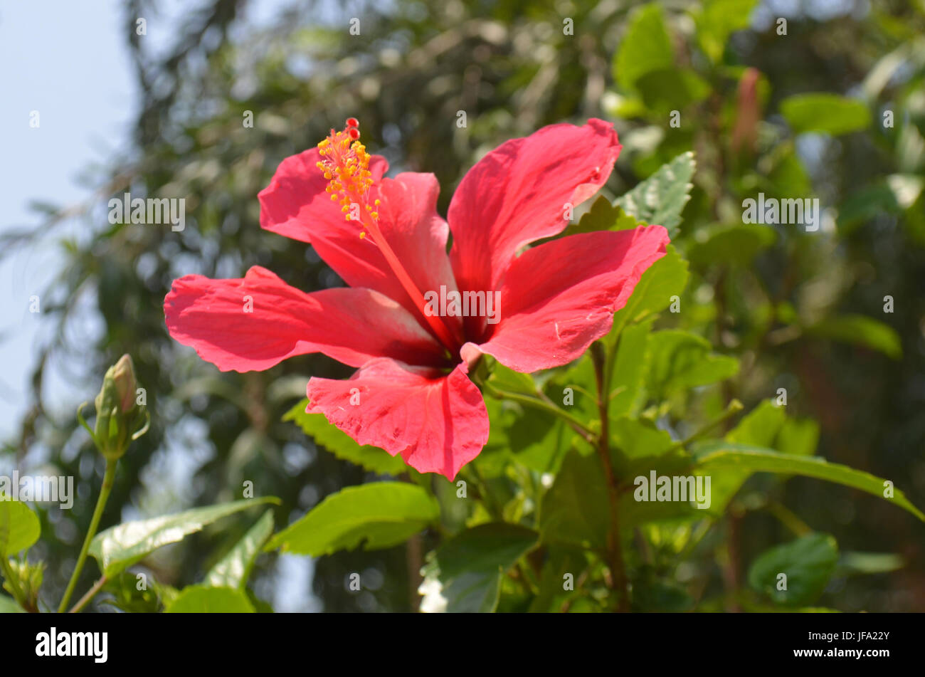 Hibiscus flower. Close up Stock Photo Alamy