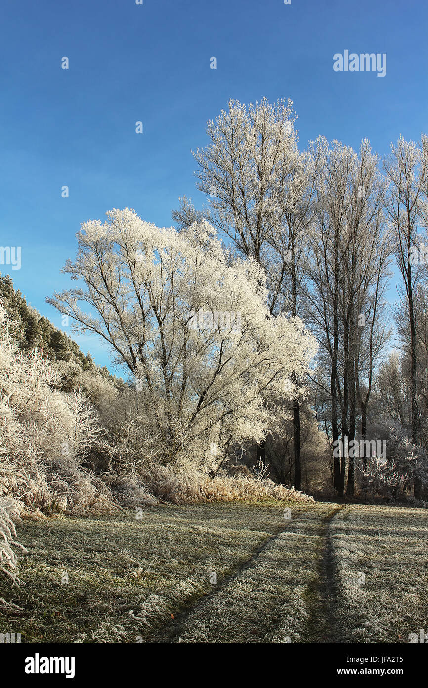 Frosty Trees Stock Photo