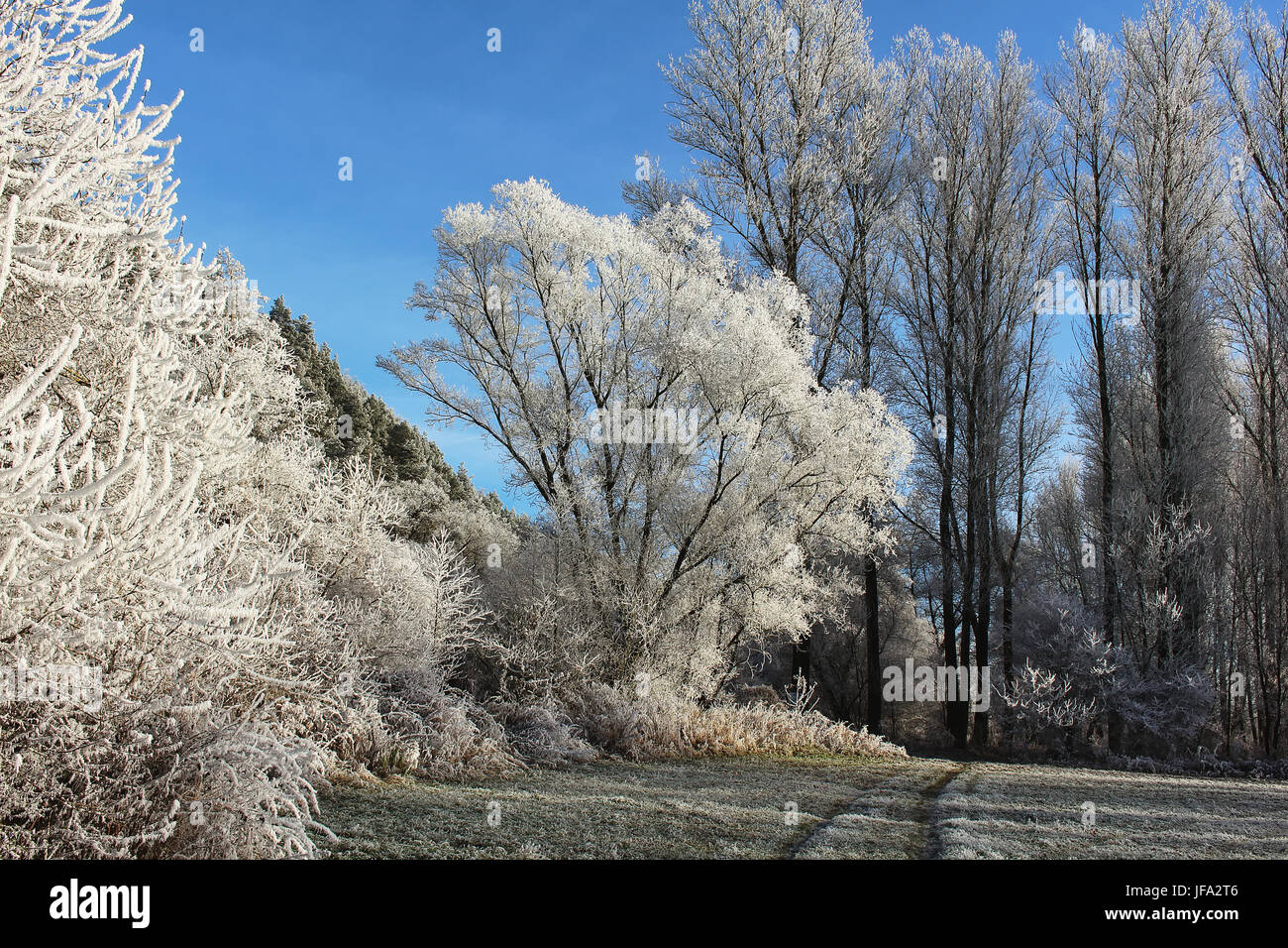 Frosty Trees Stock Photo