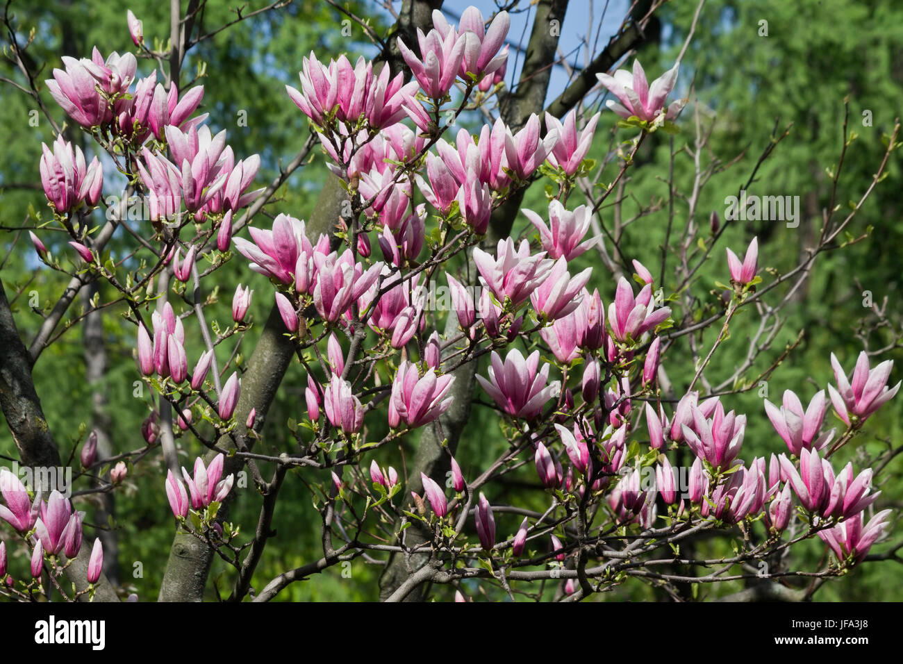 blooming magnolia tree with pink flowers Stock Photo - Alamy