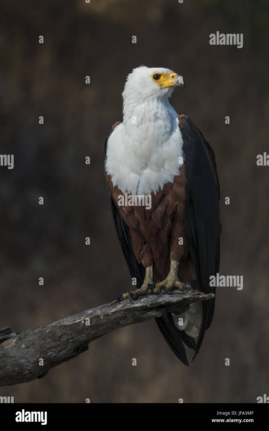 African Fish Eagle (Haliaeetus vocifer) Stock Photo