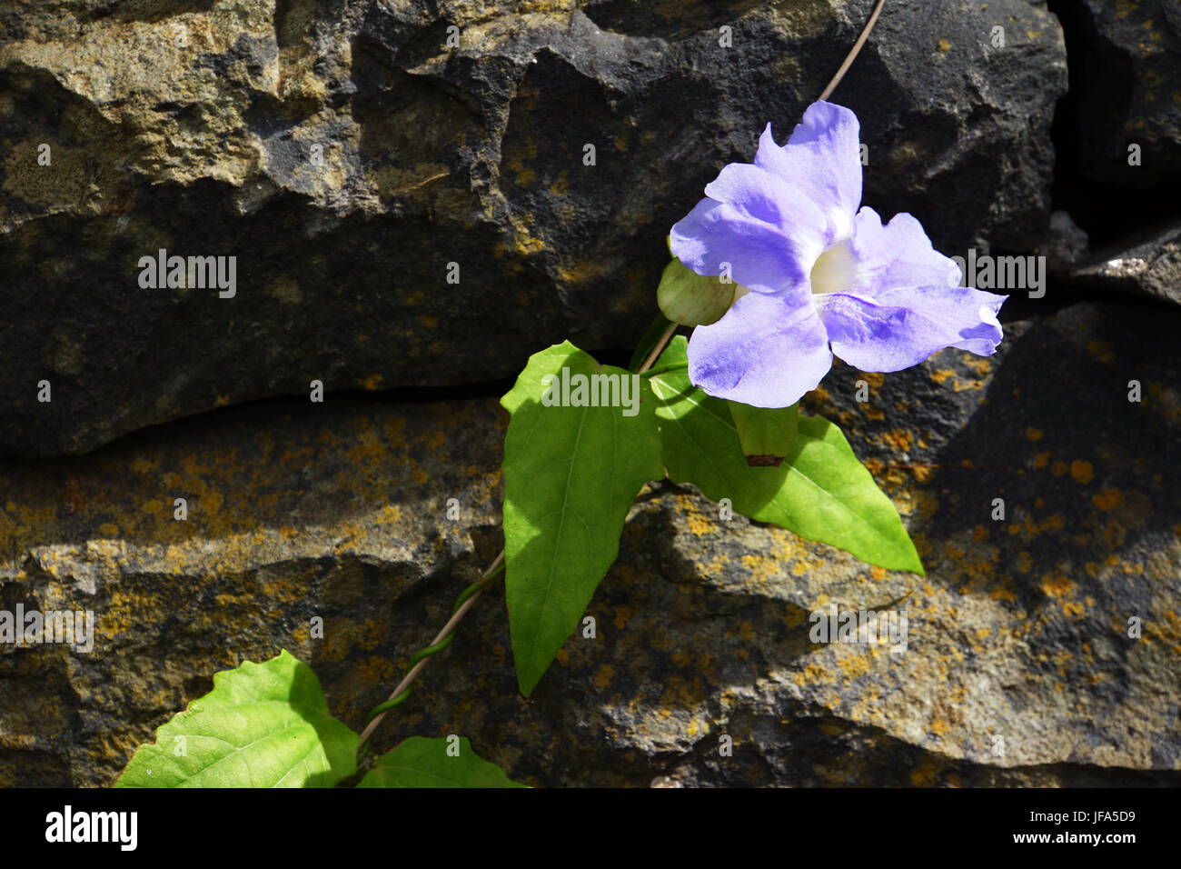 Thunbergia grandiflora Stock Photo