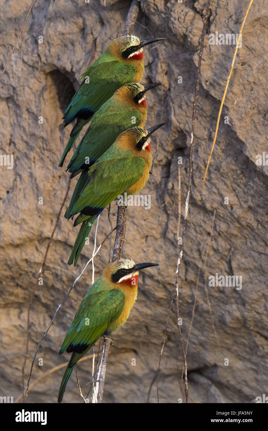 White frontet bee-eater (Merops bullockoides Stock Photo - Alamy