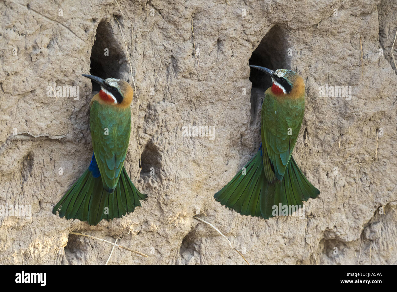 White frontet bee-eater (Merops bullockoides Stock Photo - Alamy
