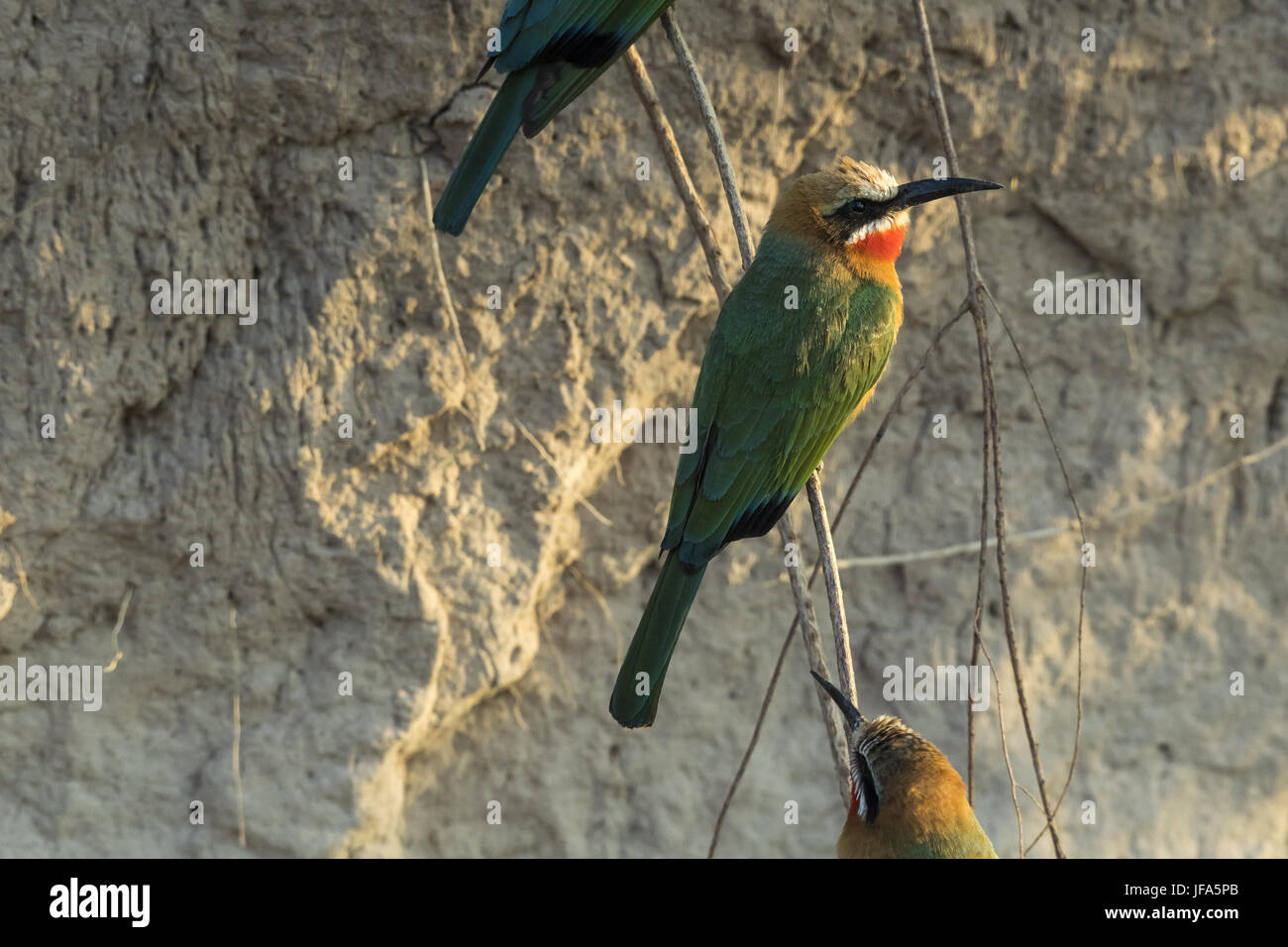 White frontet bee-eater (Merops bullockoides Stock Photo - Alamy
