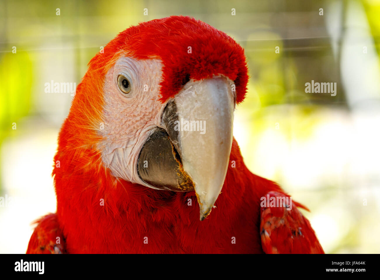 Red Parrot Stock Photo