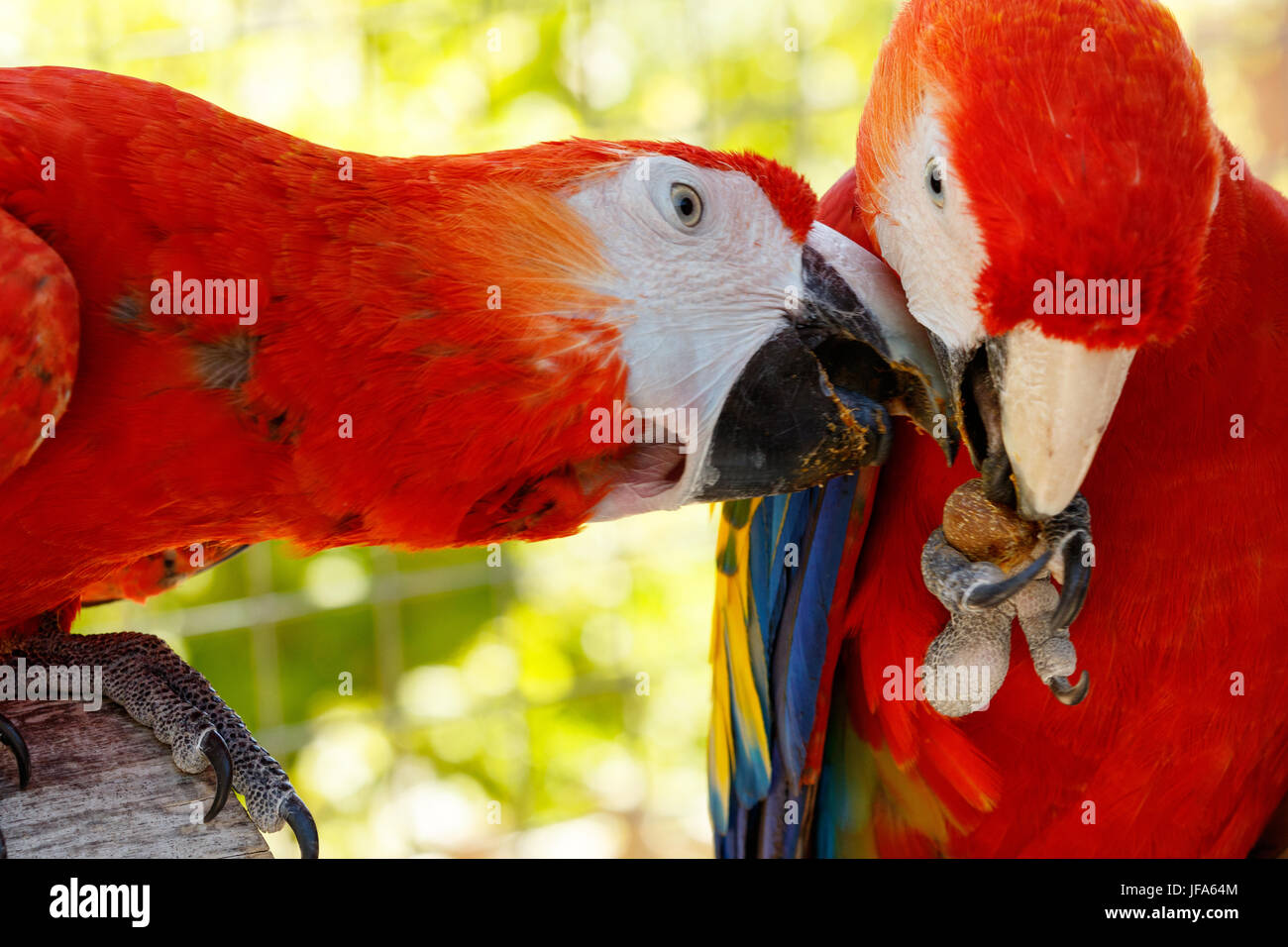 Red parrots in love. Stock Photo