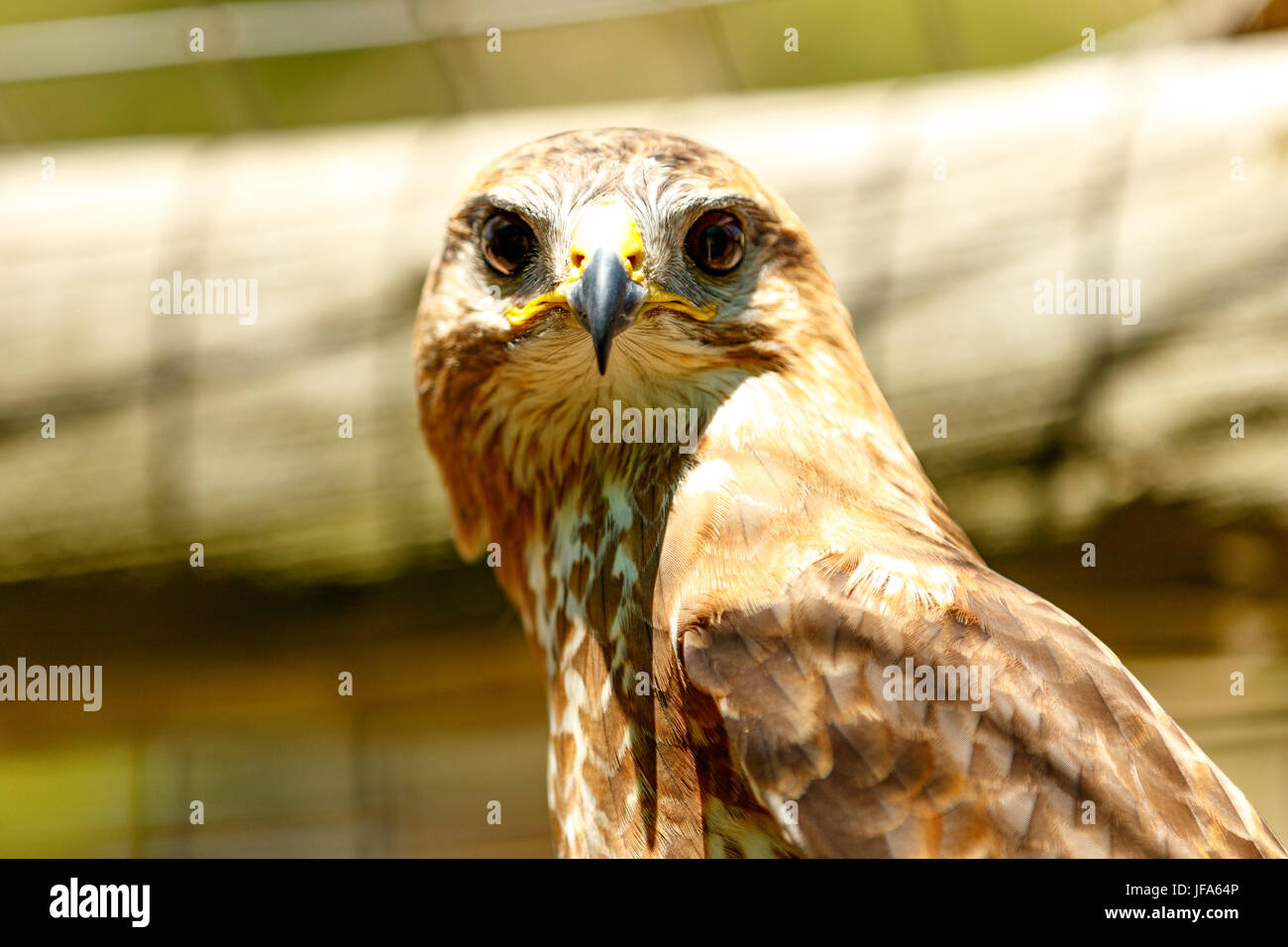 Brown Eagle Stare Stock Photo