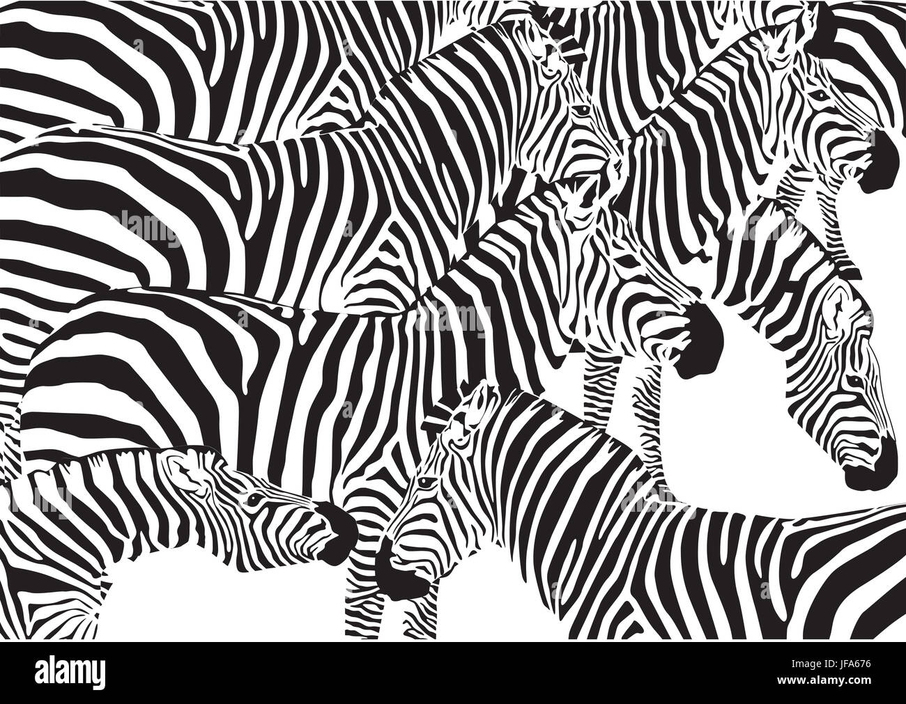 Set of zebra on a white background Stock Photo