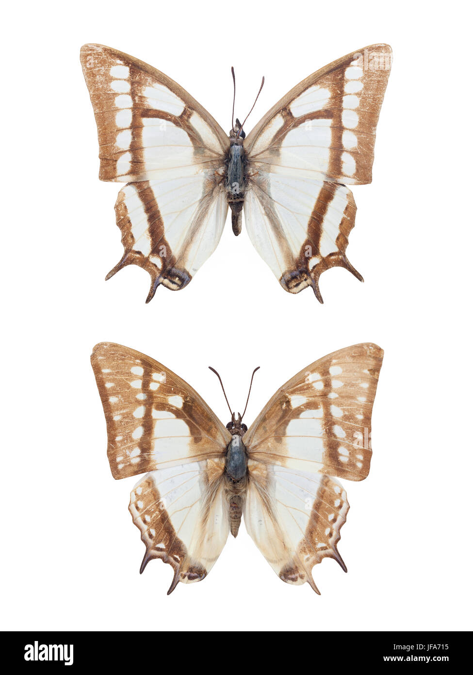 two nymphalid butterflies isolated Stock Photo