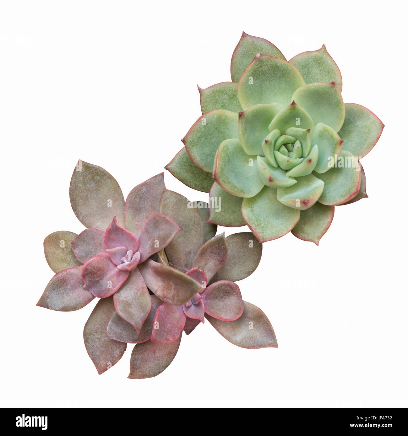 succulent plant isolated Stock Photo