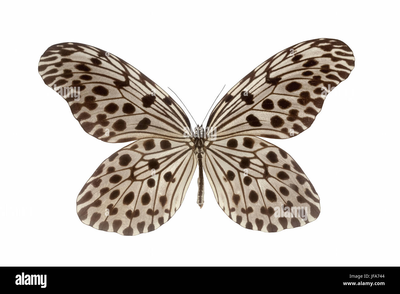 nymphalid butterfly isolated Stock Photo