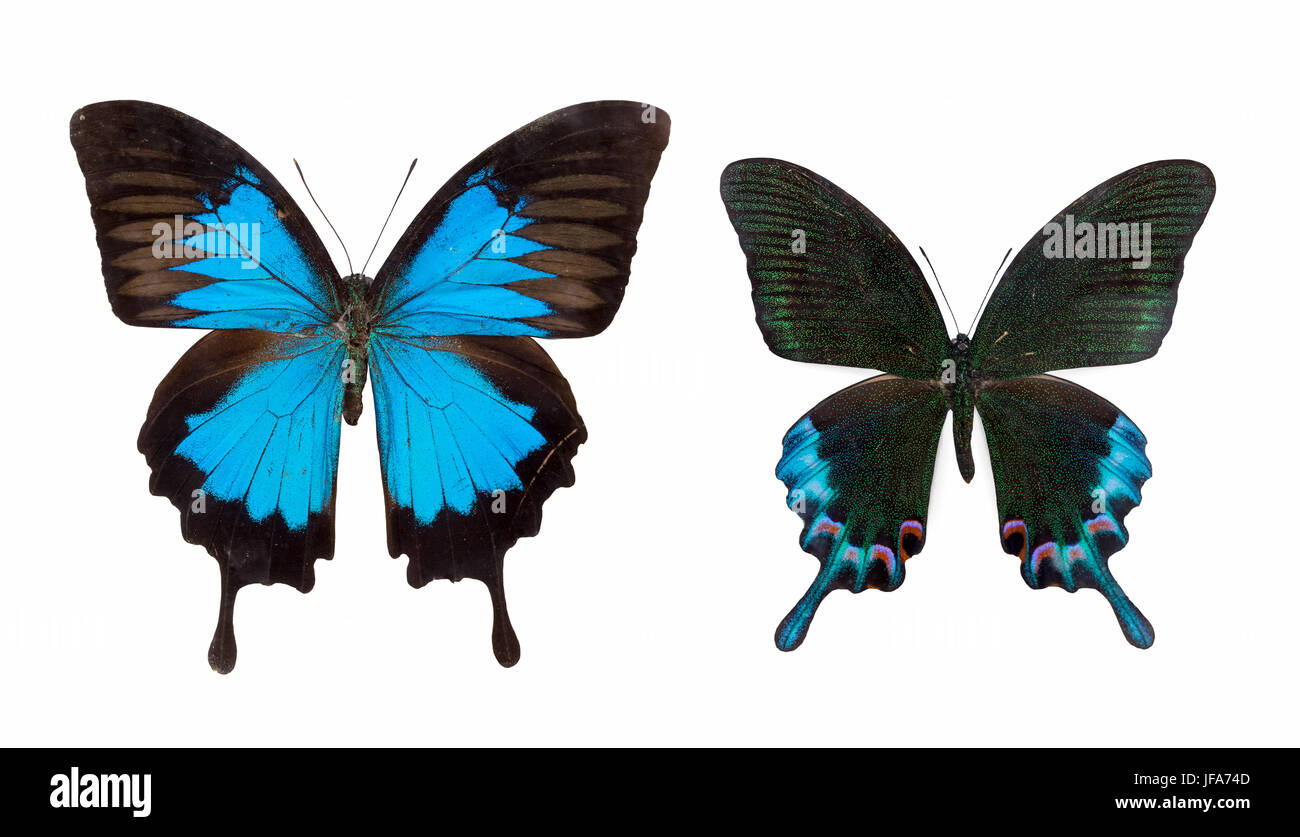 two butterfly isolated Stock Photo