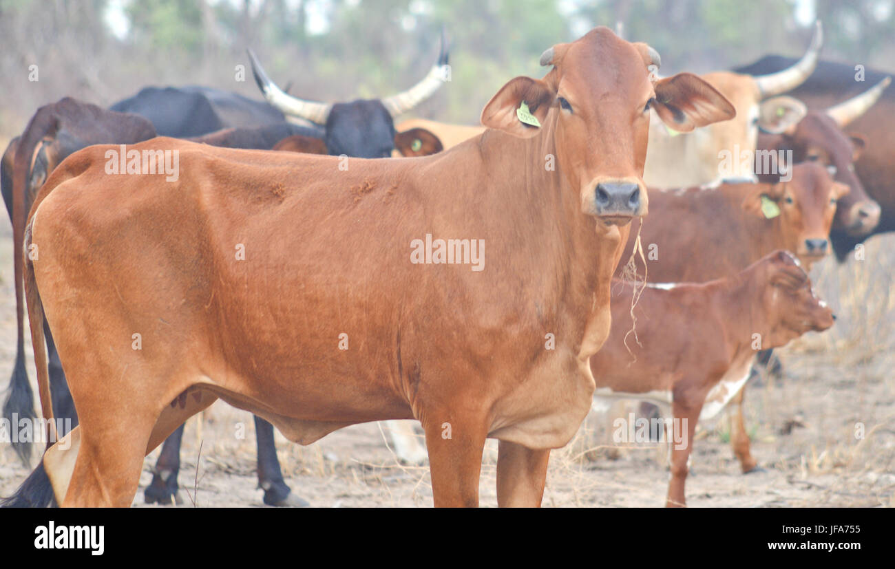 cows in Africa Stock Photo - Alamy