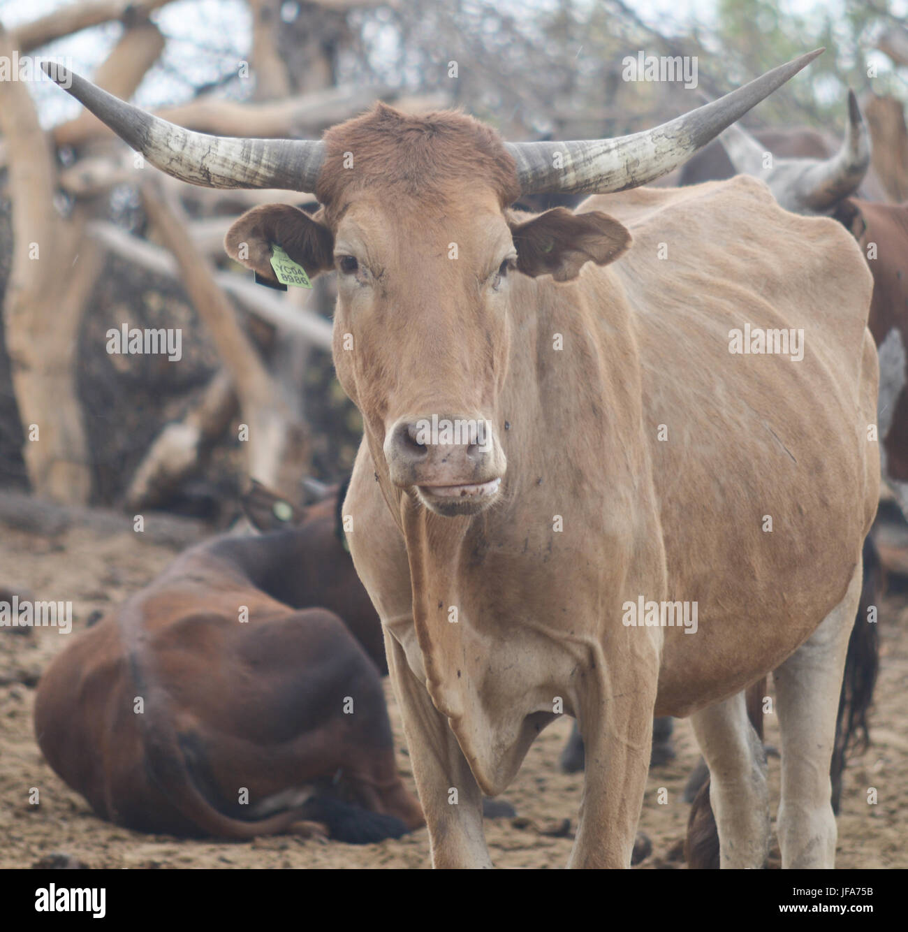 cows in Africa Stock Photo - Alamy