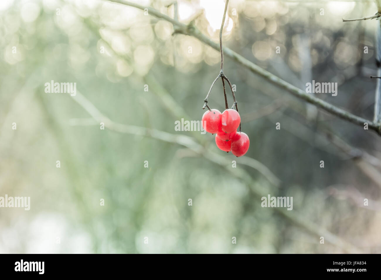 red poisonous berries Stock Photo Alamy