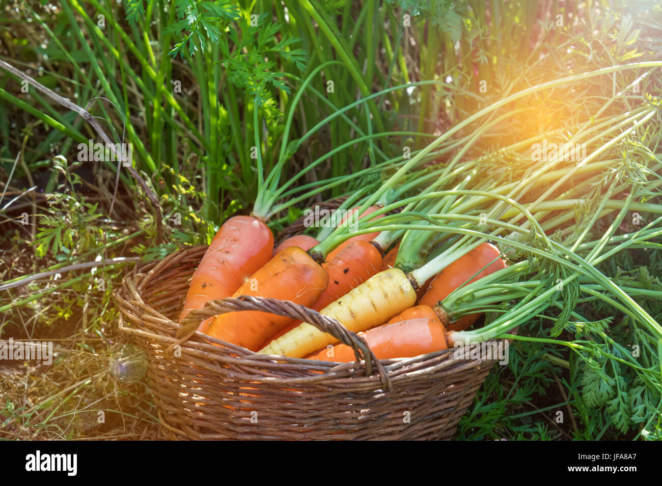 Freshly picked carrots in a basket Stock Photo