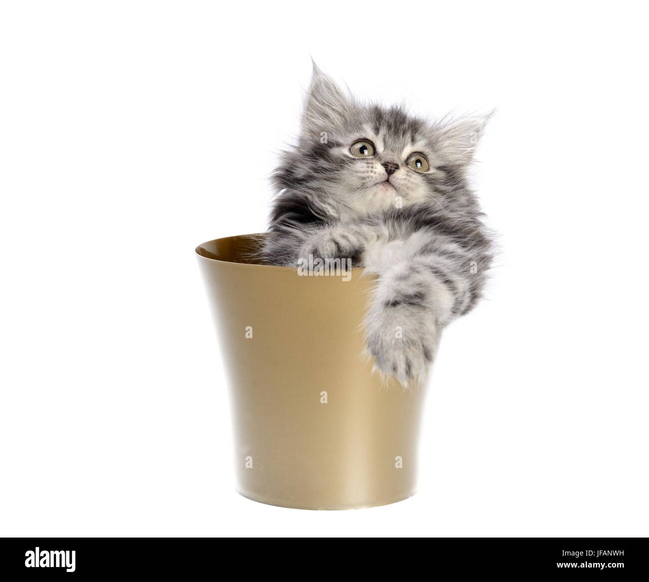 Cat inside flower pot Stock Photo