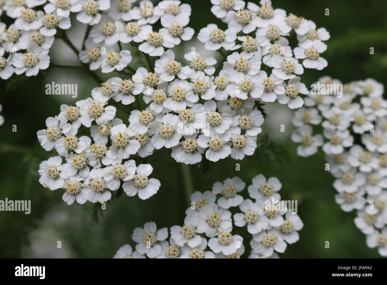 Bush of Yarrow in full bloom in Fort Worth Botanical Garden Stock Photo