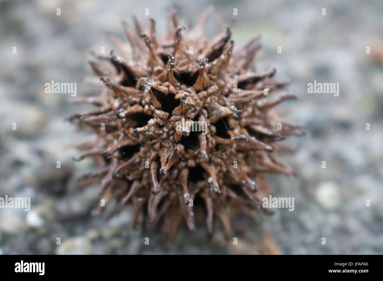 Spiny brown ball of fruit from a maple tree in Texas Stock Photo