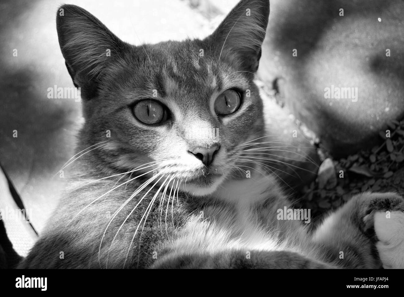 Black & White Cat Stock Photo