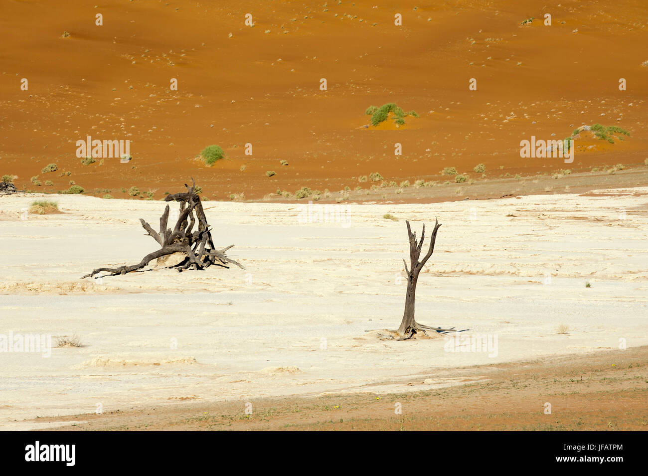 Dead Trees, Deadvlei, Sossusvlei, Namib Naukluft Park, Namib Desert, Namibia. Stock Photo