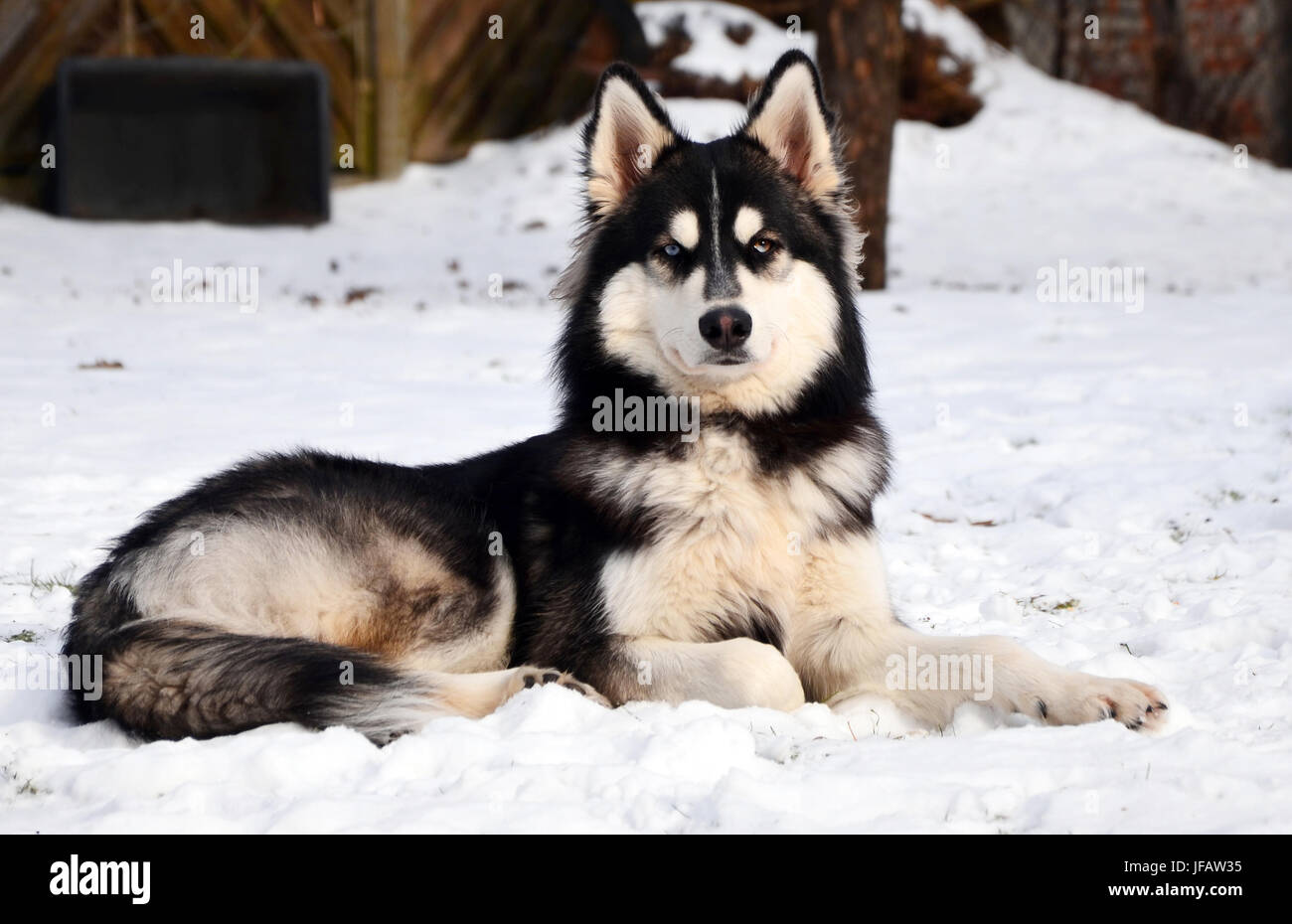 Siberian Husky lying in snow in Germany Stock Photo - Alamy