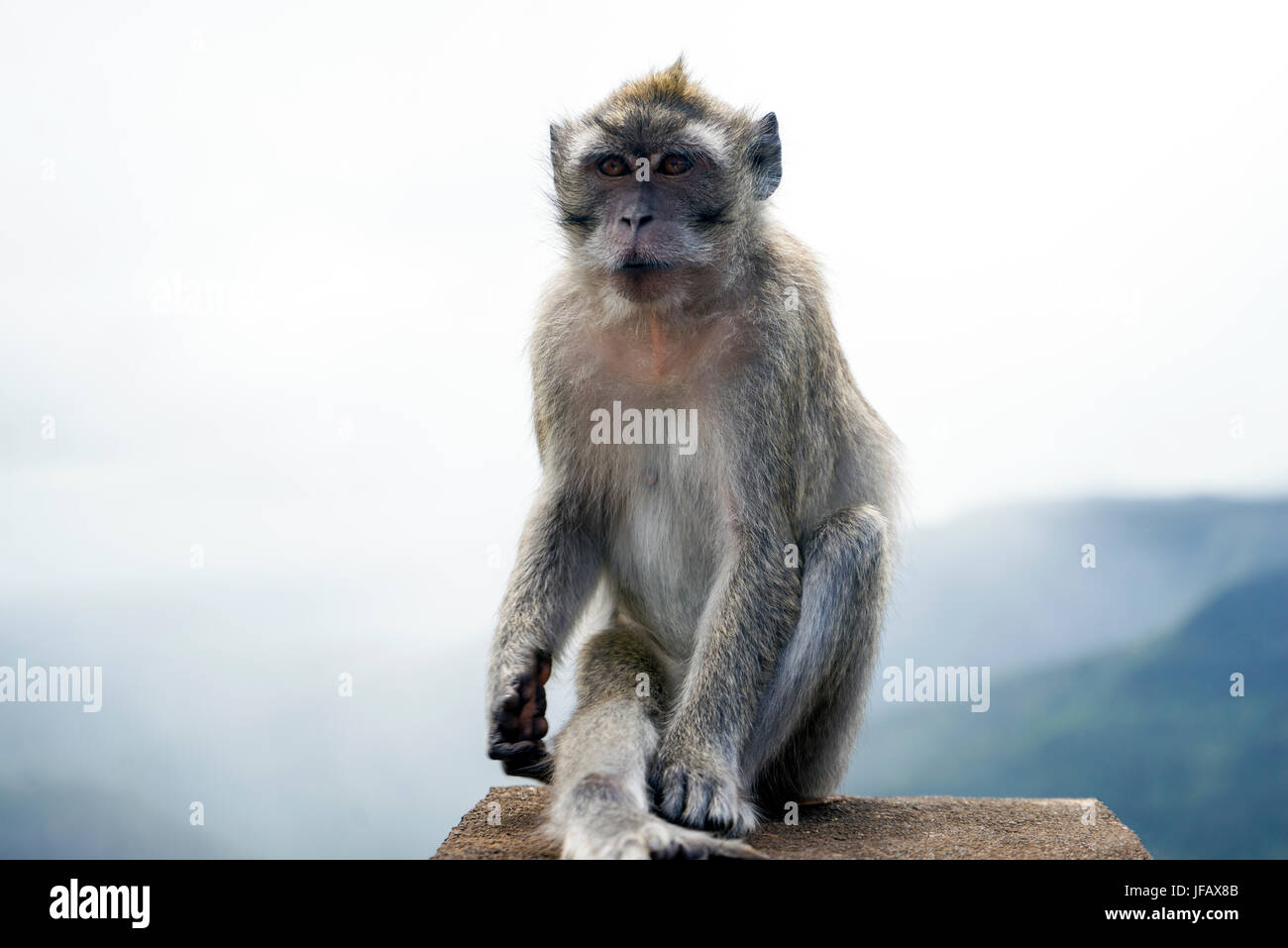 Macaca Fascicularis - Long-Tailed Macaque Stock Photo