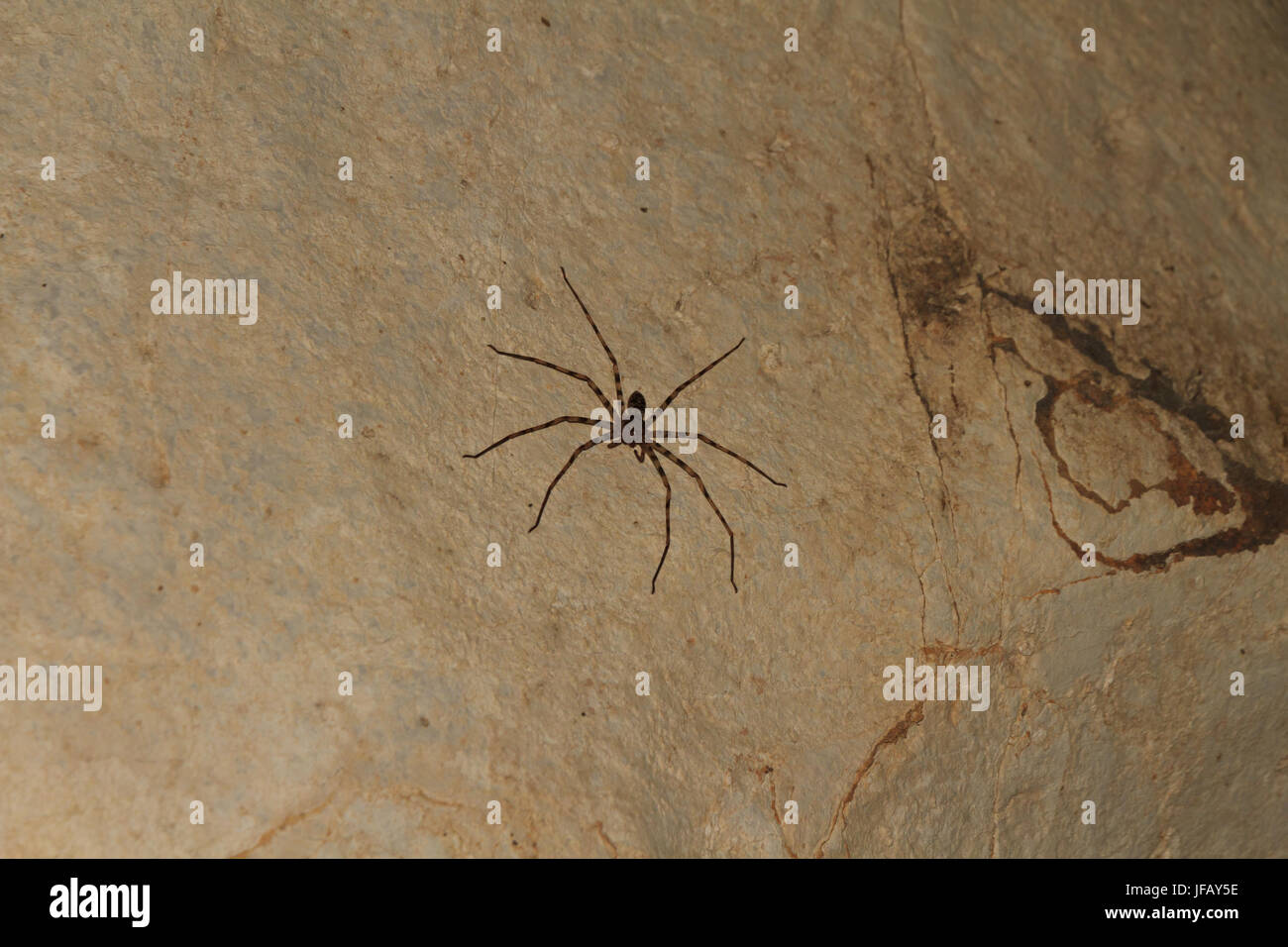 Giant Crab Spider Heteropda vanatoria on wall in a cave Stock Photo