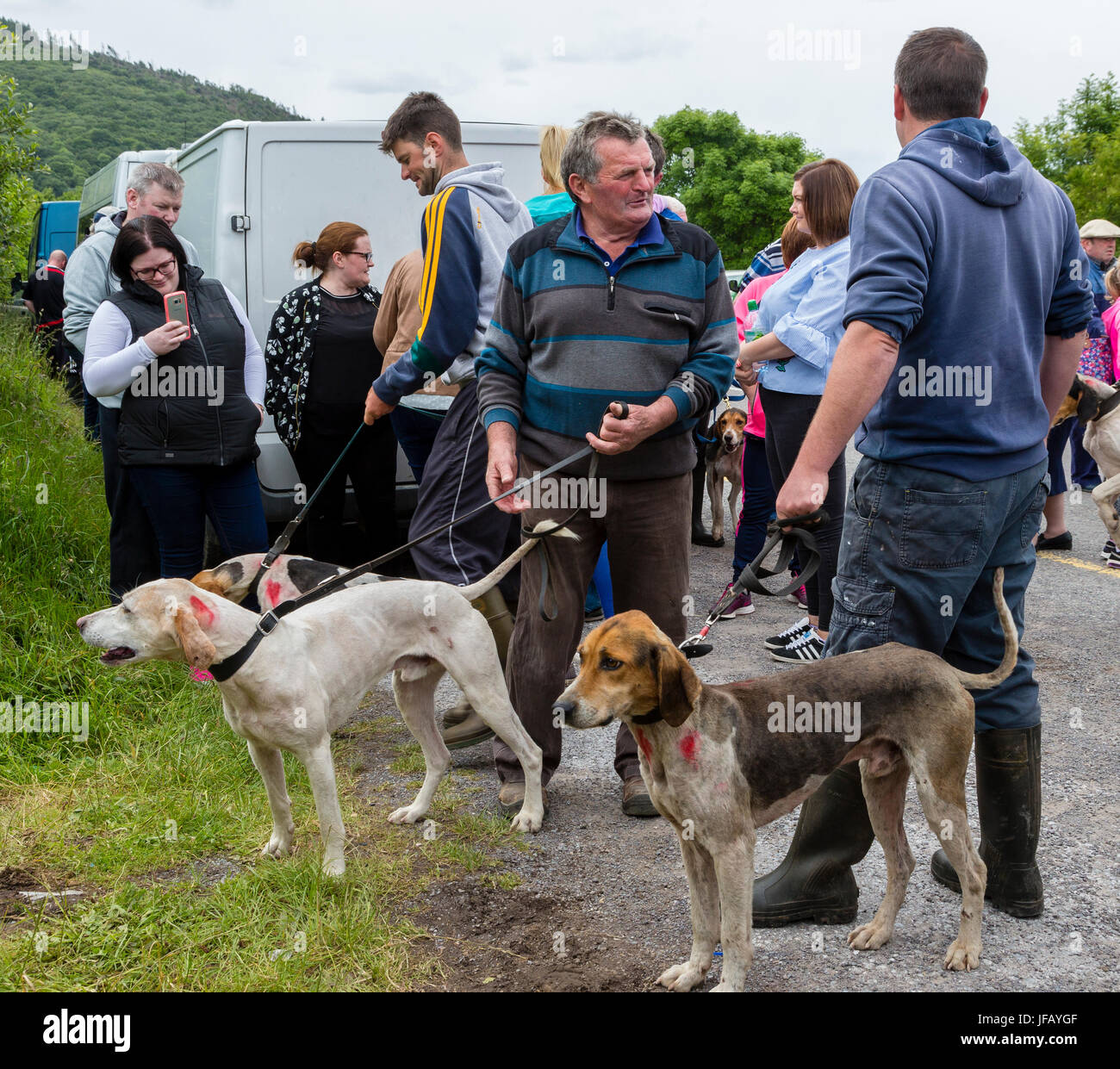 Drag Hunt Racing With Beagles Cahersiveen County Kerry Ireland Stock Photo Alamy