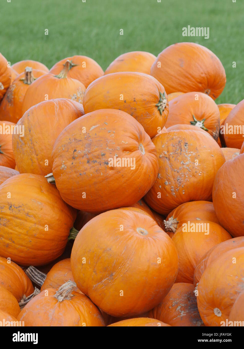 Colorful pumpkins collection for Halloween on the field Stock Photo - Alamy