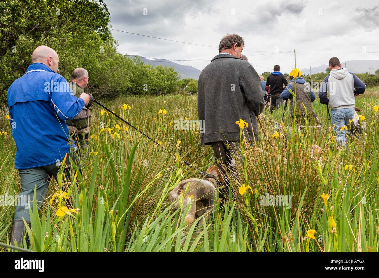 Drag Hunt Racing with Beagles, Cahersiveen, County Kerry Ireland Stock ...