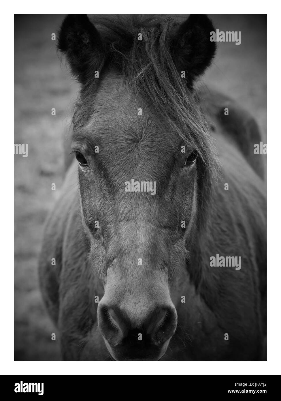 Beautiful brown wild horse standing and looking at camera on blurred grass background. Stock Photo