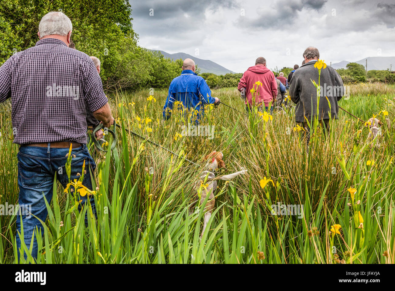 Drag Hunt Racing with Beagles, Cahersiveen, County Kerry Ireland Stock ...