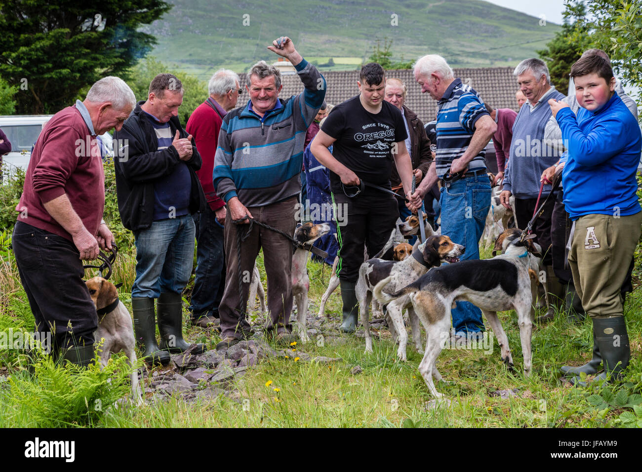 Drag Hunt Racing with Beagles, Cahersiveen, County Kerry Ireland Stock ...
