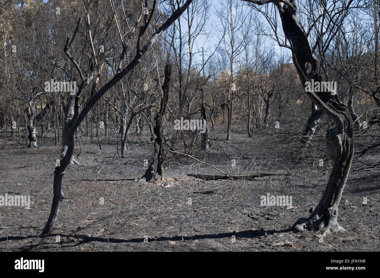 A field of olive trees, next to the forest, was burnt to the ground on account of a massive forest fire at Pedrogao Grande municipality. Portugal. Stock Photo