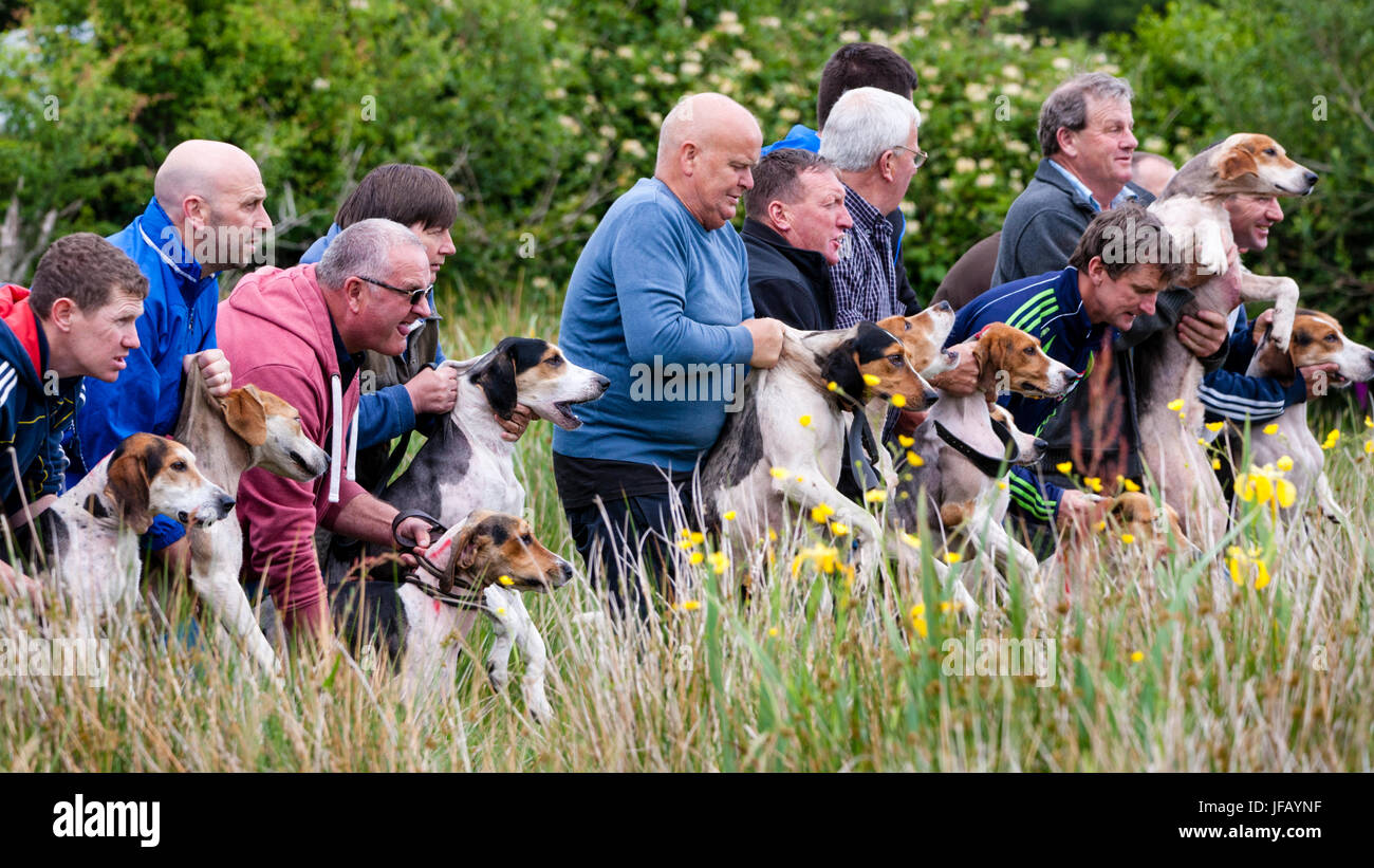 Drag Hunt Racing with Beagles, Cahersiveen, County Kerry Ireland Stock ...
