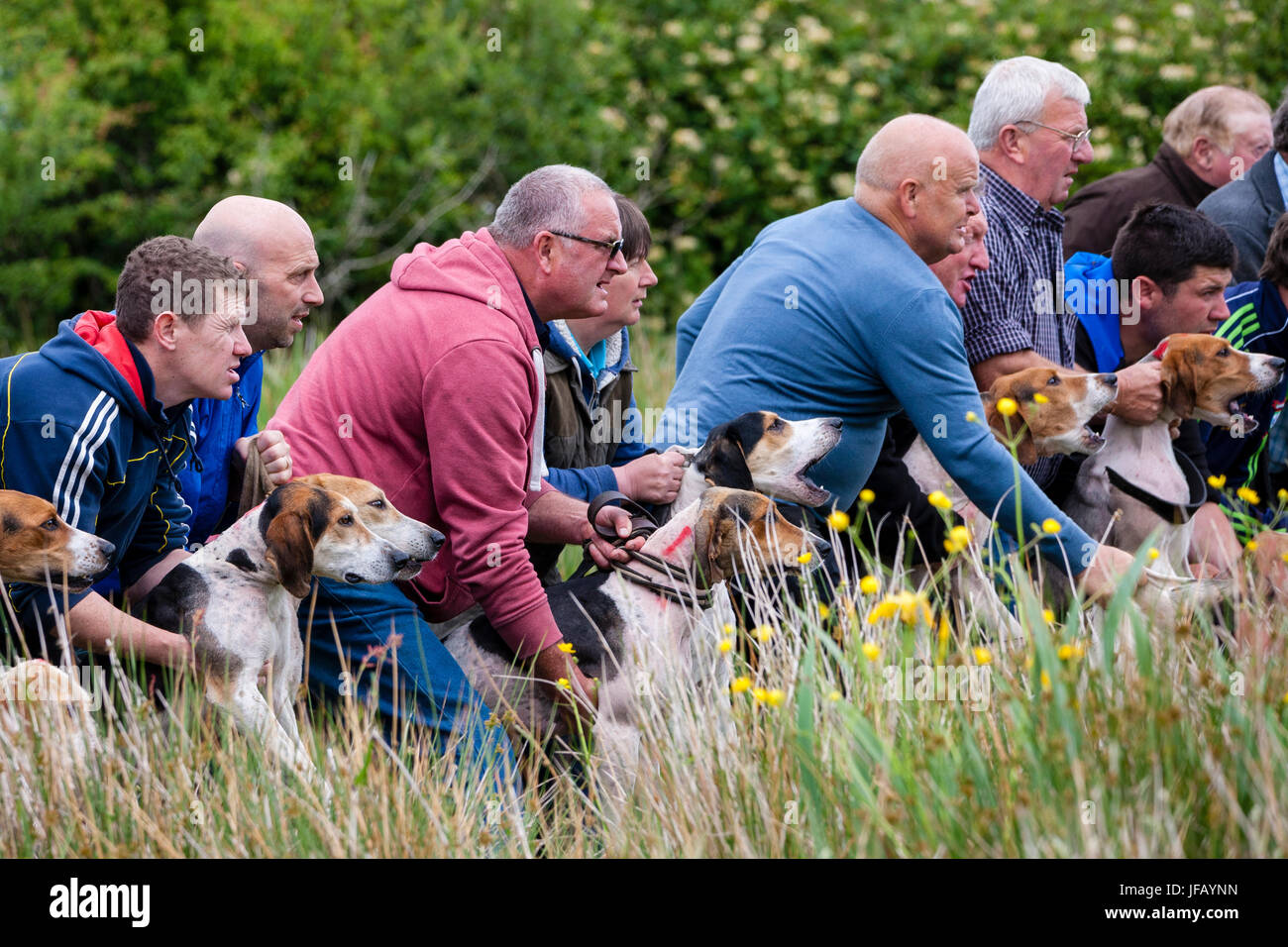 Drag Hunt Racing with Beagles, Cahersiveen, County Kerry Ireland Stock ...