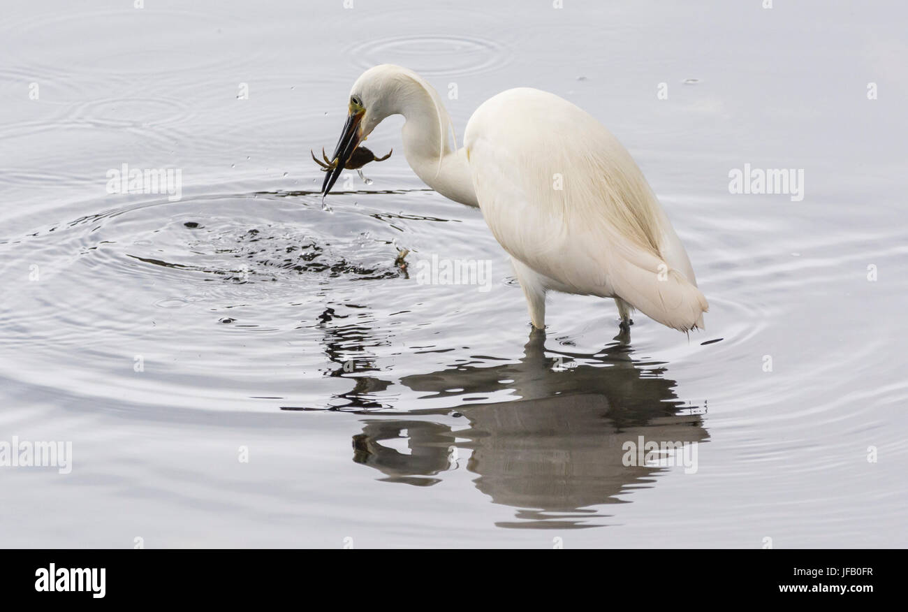 Little Egret (Egretta garzetta) standing in shallow water eating a crab. Stock Photo