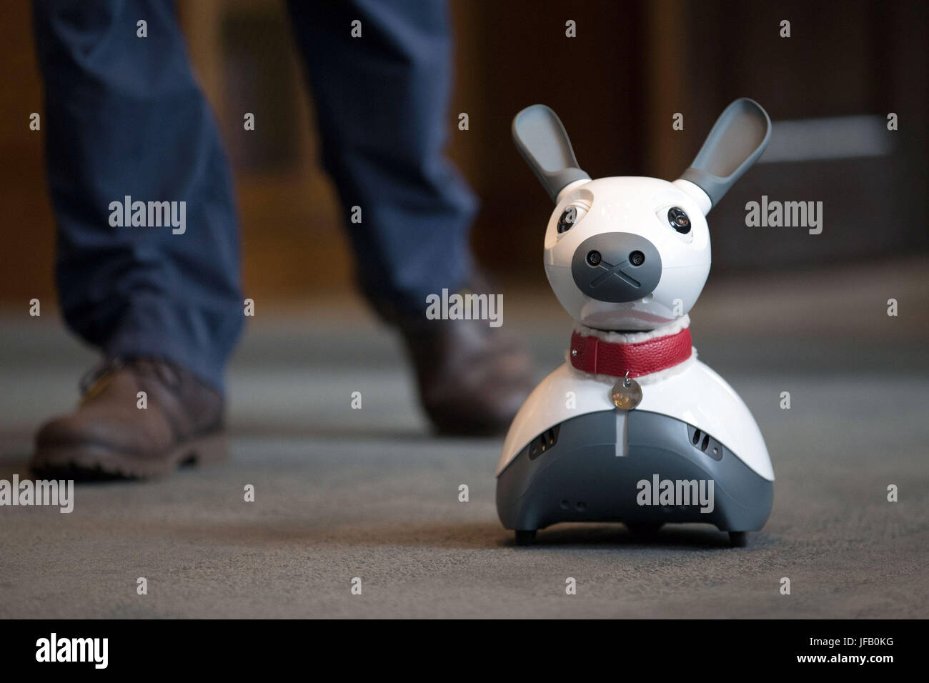 MiRo a personal companion and therapy robot on display during the UK  Robotics Week international robotics showcase, at Savoy Place in London  Stock Photo - Alamy