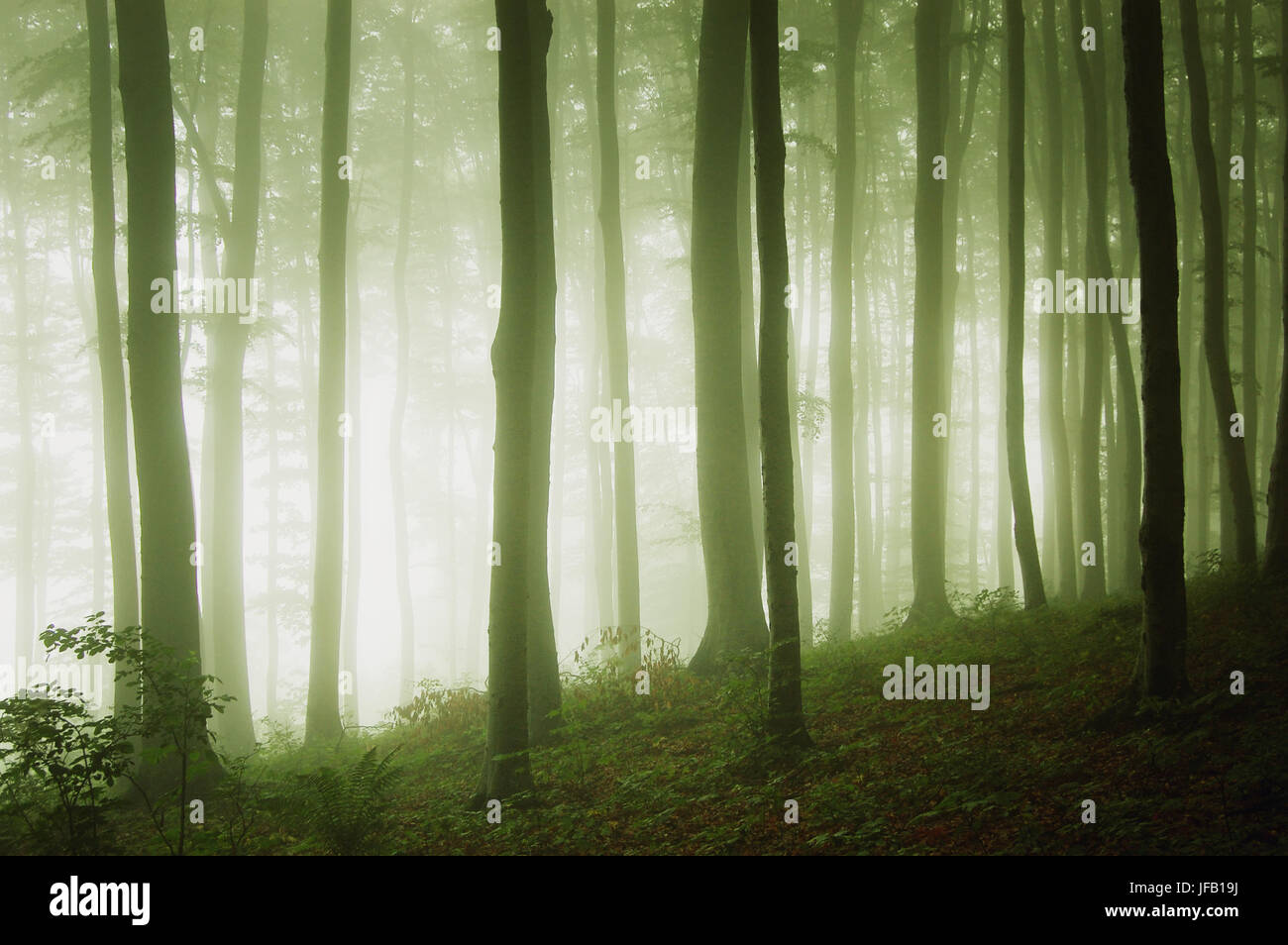 misty green forest, fantasy landscape Stock Photo