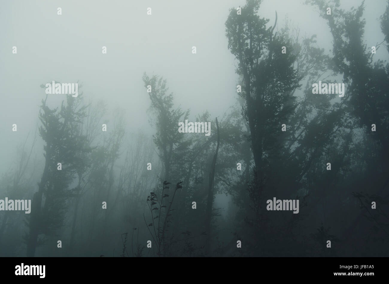 trees in fog at the edge of a forest, rainy weather landscape Stock Photo
