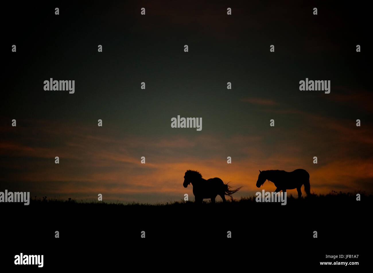 horse silhouettes against dark sunset sky Stock Photo