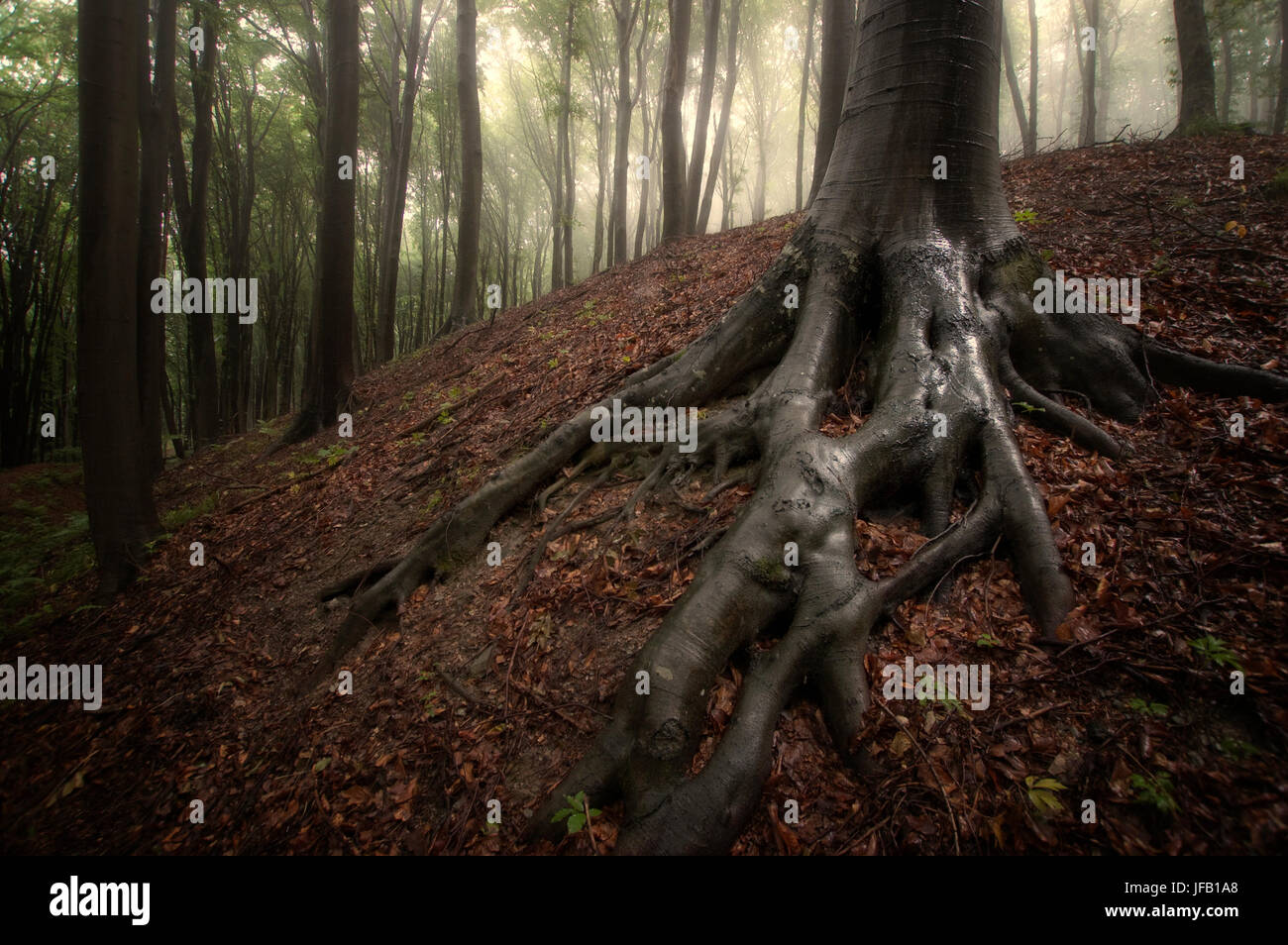 tree roots in rainy forest landscape Stock Photo