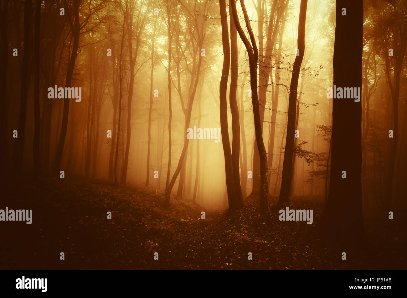 autumn sunset in surreal misty forest, fantasy background Stock Photo
