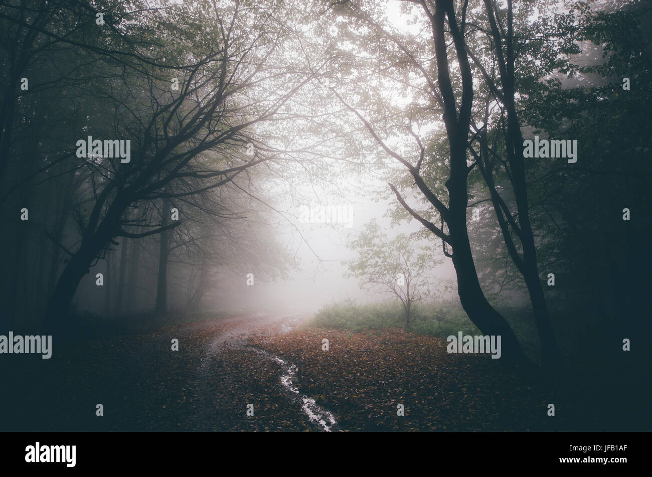 forest road in fog fantasy landscape Stock Photo