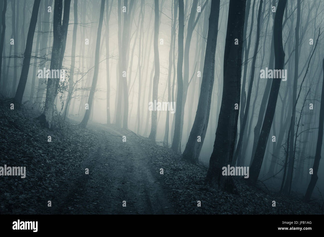 Forest road on rainy day landscape.Trees in fog and path in scary woods Stock Photo