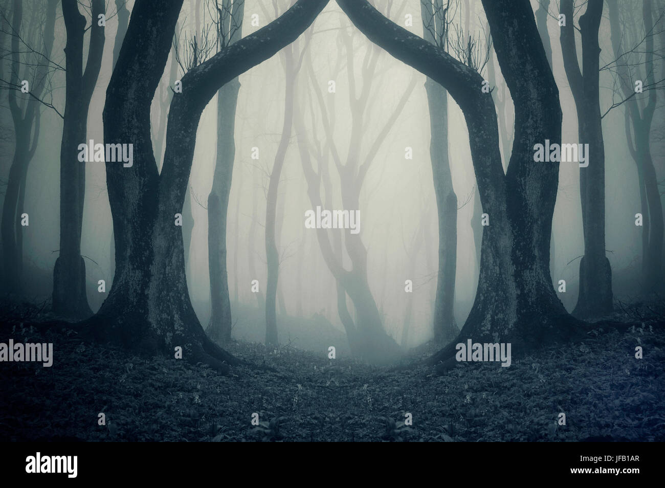 surreal forest scenery with old trees and fog Stock Photo