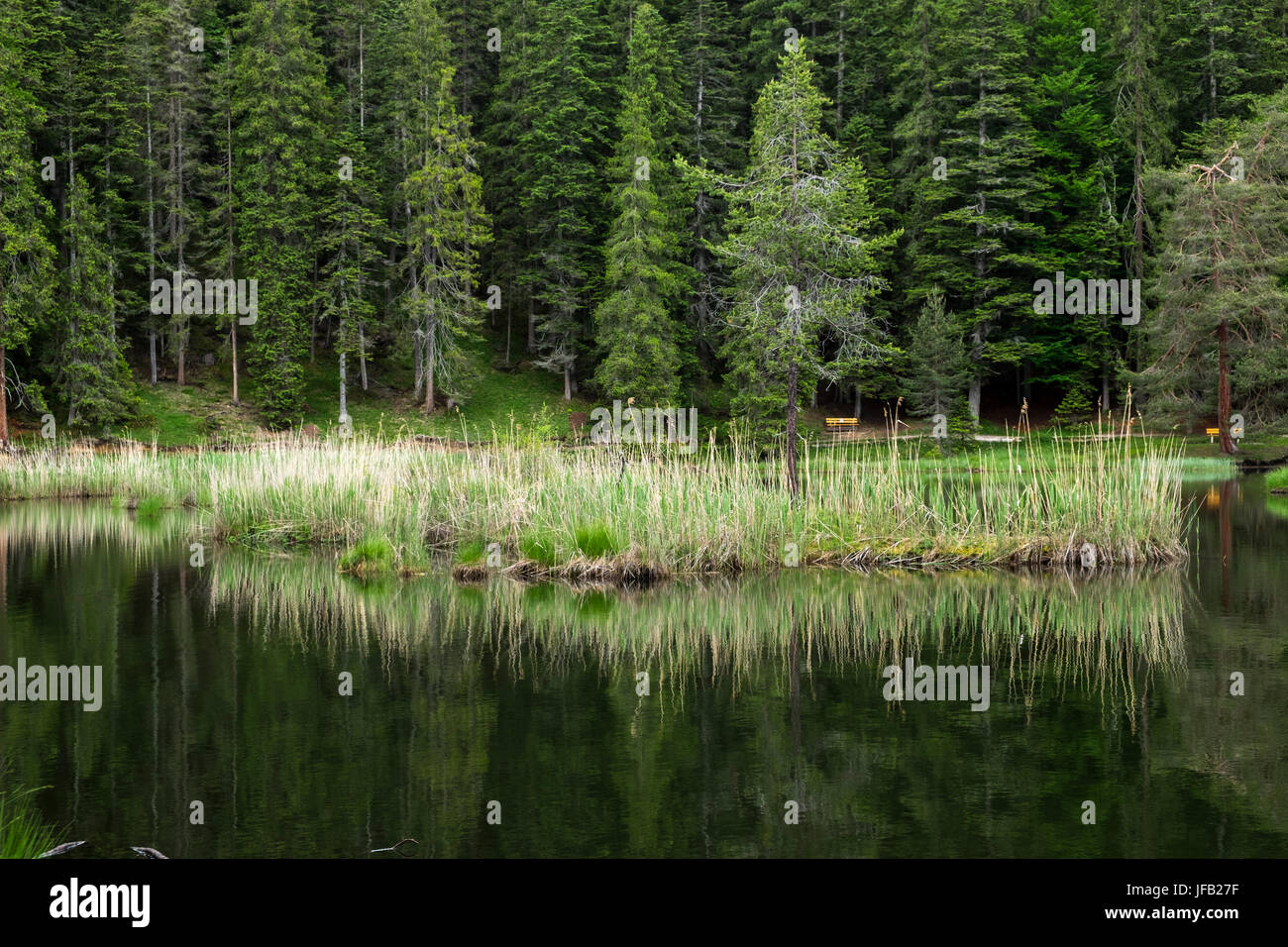 Reflections in the water of the Moserer See, lake, in Mosern, Seefeld, Austria Stock Photo